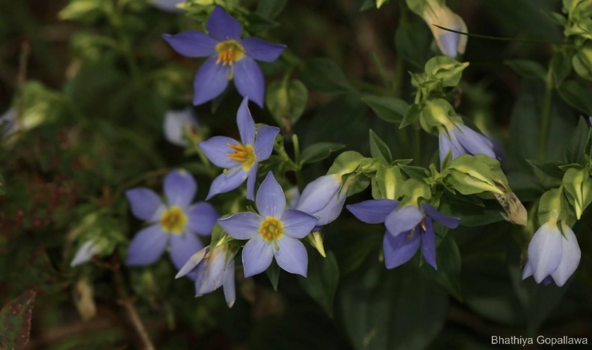 Exacum trinervium (L.) Druce